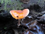 Leratiomyces squamosus image