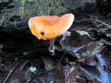 Leratiomyces squamosus image