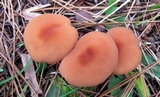 Laccaria bicolor image