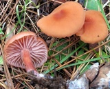 Laccaria bicolor image