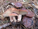 Lactarius vinaceorufescens image