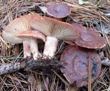 Lactarius vinaceorufescens image