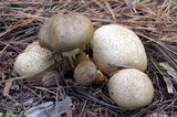 Pseudoboletus parasiticus image