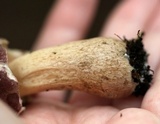Tylopilus rubrobrunneus image