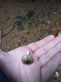 Hygrophorus pustulatus image