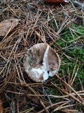 Hygrophorus pustulatus image