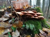 Kuehneromyces mutabilis image