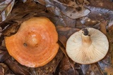 Lactarius proximellus image