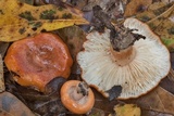 Lactarius proximellus image