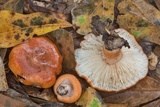 Lactarius proximellus image