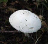 Amanita rasitabula image