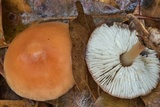Rhodocollybia butyracea image