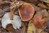 Rhodocollybia butyracea image