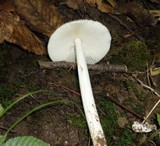 Amanita rasitabula image