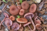 Laccaria amethystina image