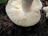 Russula crustosa image