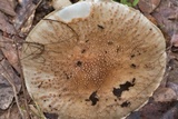 Echinoderma asperum image