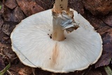 Echinoderma asperum image