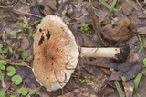 Echinoderma asperum image