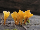 Dacryopinax spathularia image
