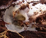 Merulius tremellosus image