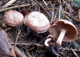 Clitocybe martiorum image