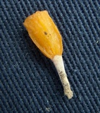 Dacryopinax spathularia image