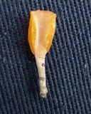 Dacryopinax spathularia image