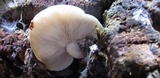 Ossicaulis lignatilis image