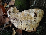 Inonotus dryadeus image