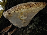 Inonotus dryadeus image