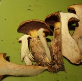 Suillus caerulescens image