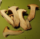 Suillus caerulescens image