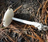 Amanita sect. Vaginatae image