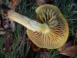 Tricholoma sulphureum image