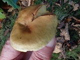 Tricholoma sulphureum image