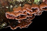 Chondrostereum purpureum image