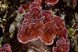 Chondrostereum purpureum image