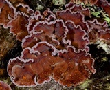 Chondrostereum purpureum image