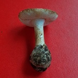 Amanita peckiana image