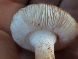 Amanita peckiana image