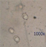 Amanita regalis image