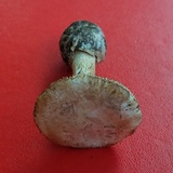 Amanita peckiana image