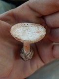 Amanita peckiana image