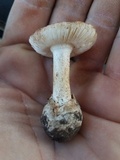 Amanita peckiana image