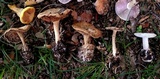 Amanita peckiana image