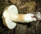 Boletus variipes image
