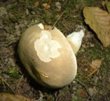 Boletus variipes image