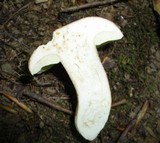 Boletus variipes image