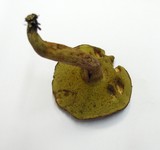 Boletus ferrugineus image